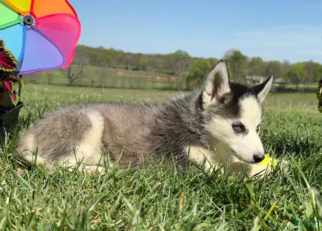 Siberian Husky dogs for sale: Nova Female 4 - Image 2