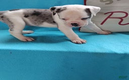 Olde English Bulldogge dogs for sale: Beauty - Image 1