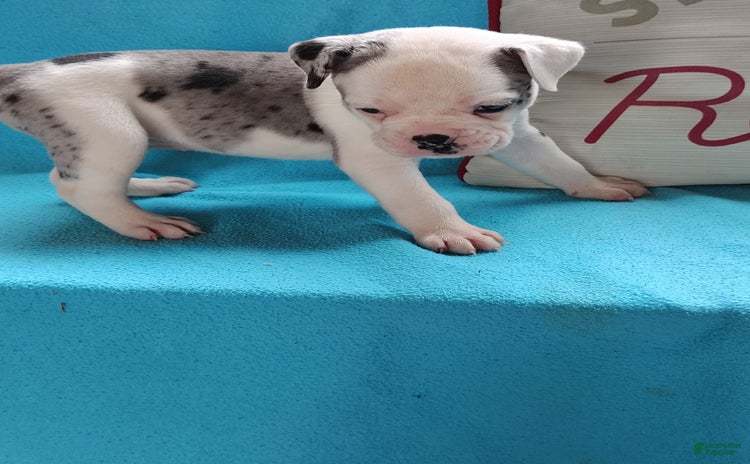 Olde English Bulldogge dogs for sale - Ad 1