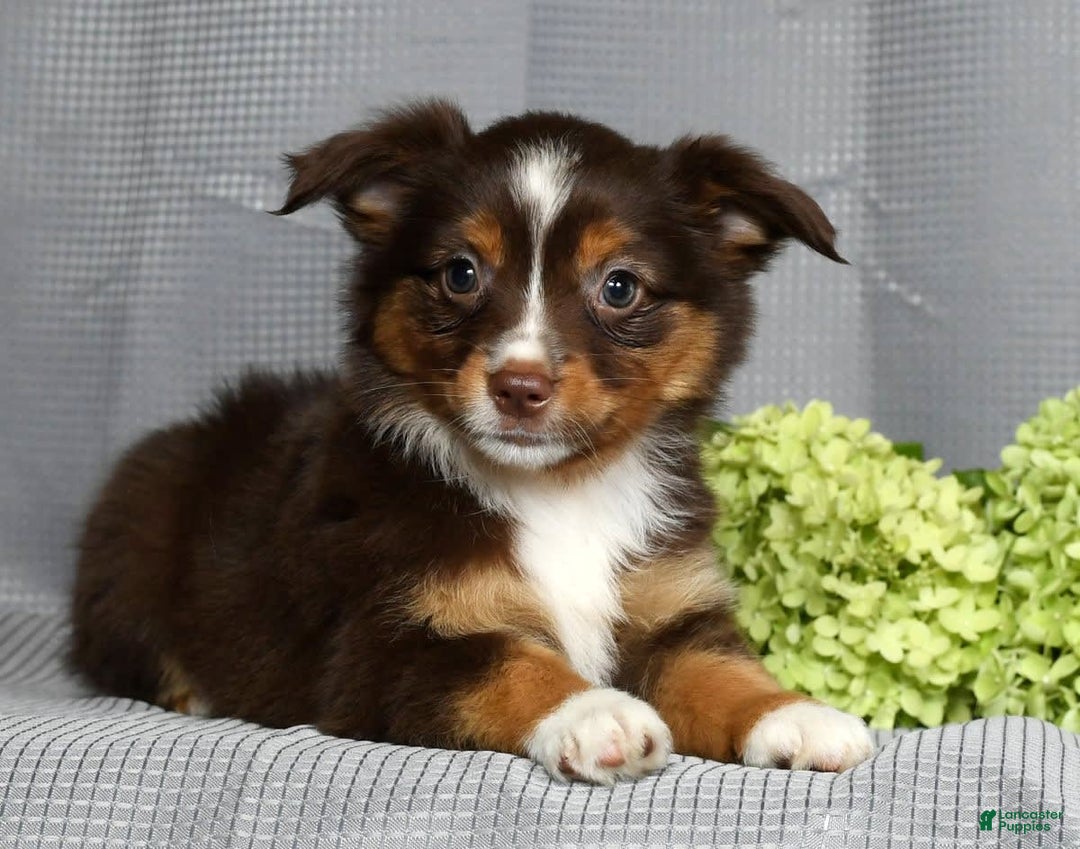 Miniature Australian Shepherd dogs for sale: Ariel - Image 7