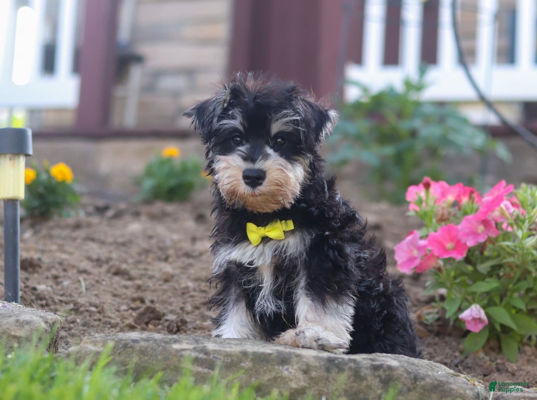 Miniature Schnauzer dogs for sale: Denver - Image 19