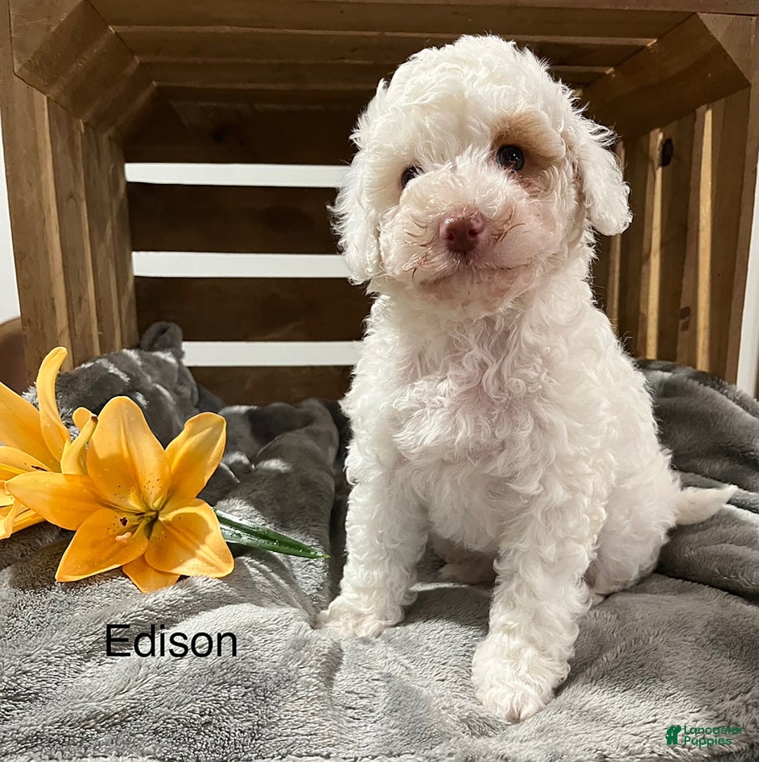 Cockapoo dogs for sale: Edison - Image 1