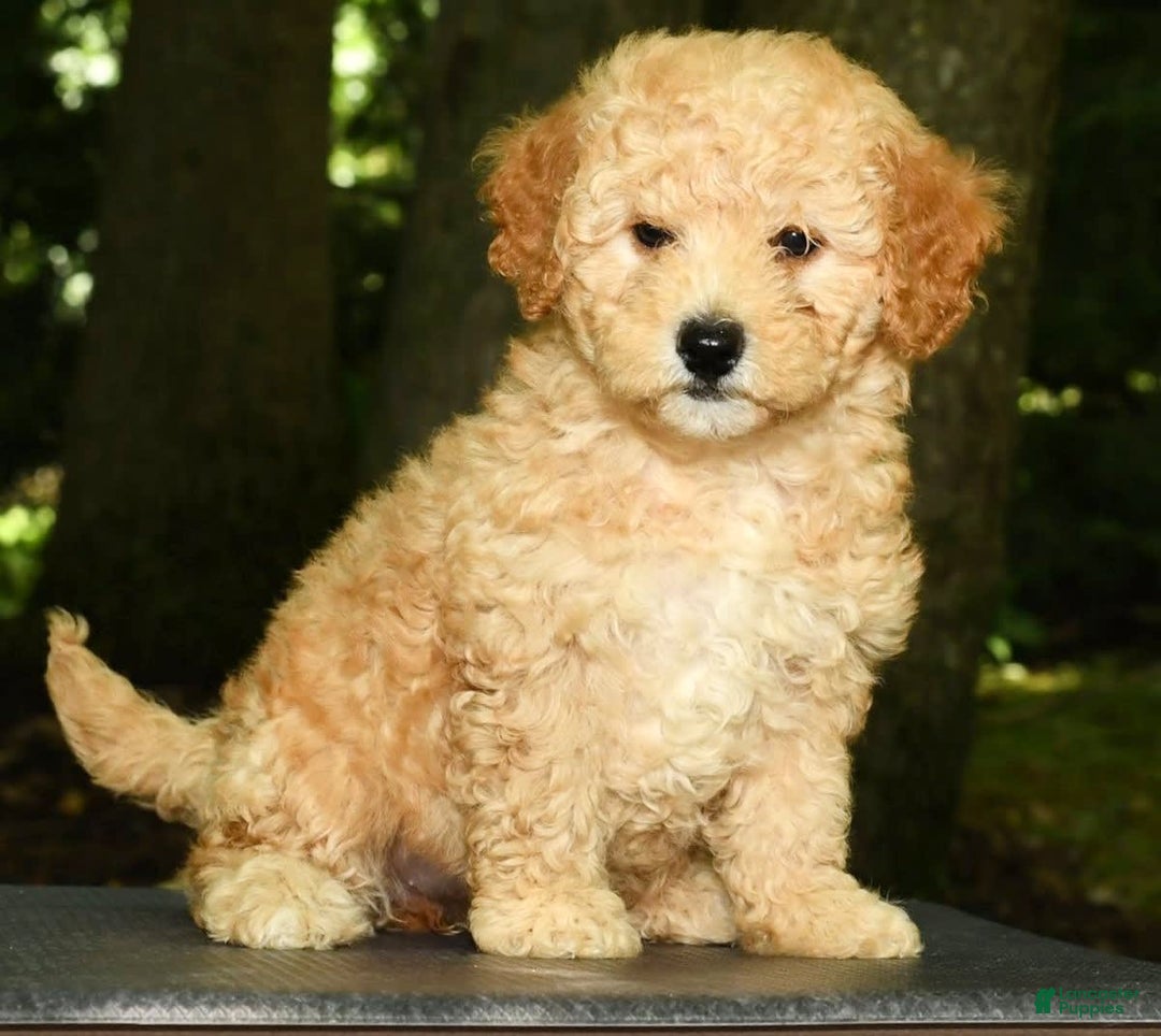 Mini Goldendoodle dogs for sale: Lilly - Image 7