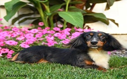 Dachshund dogs for sale: Teddy Bear - Image 3