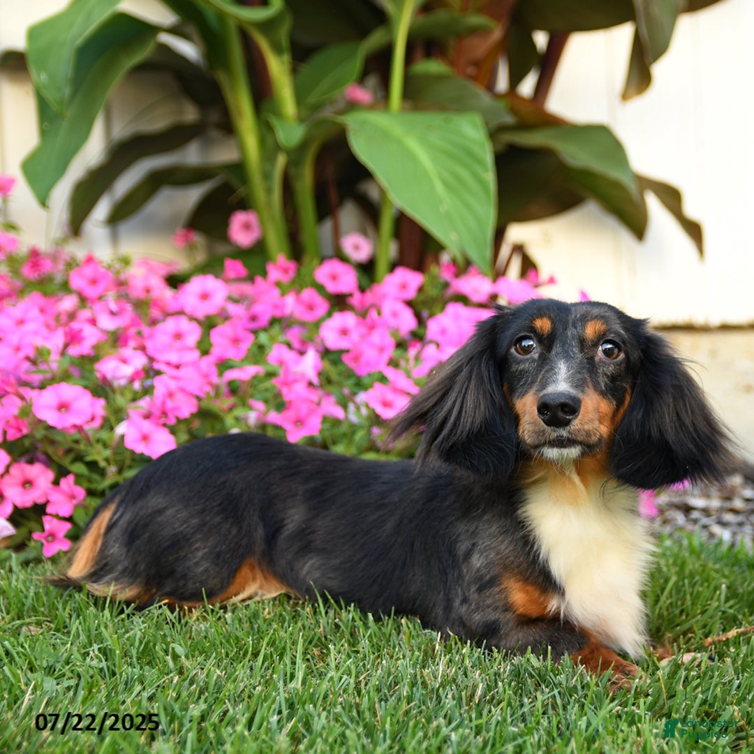 Dachshund dogs for sale: Teddy Bear - Image 3