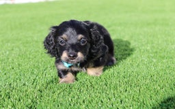 Miniature Dachshund dogs for sale: Daisy Mae - Image 2