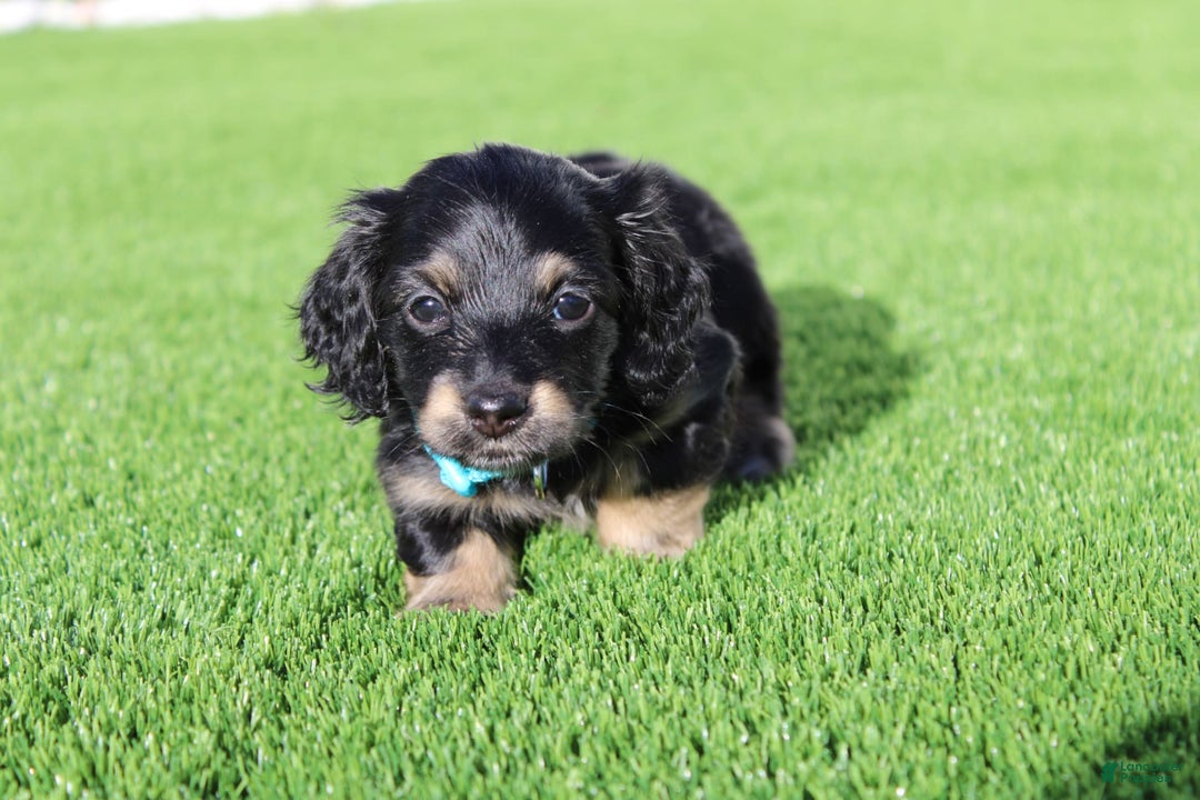 Miniature Dachshund dogs for sale: Daisy Mae - Image 2