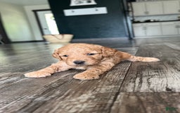 Mini Goldendoodle dogs for sale: Laney - Image 1