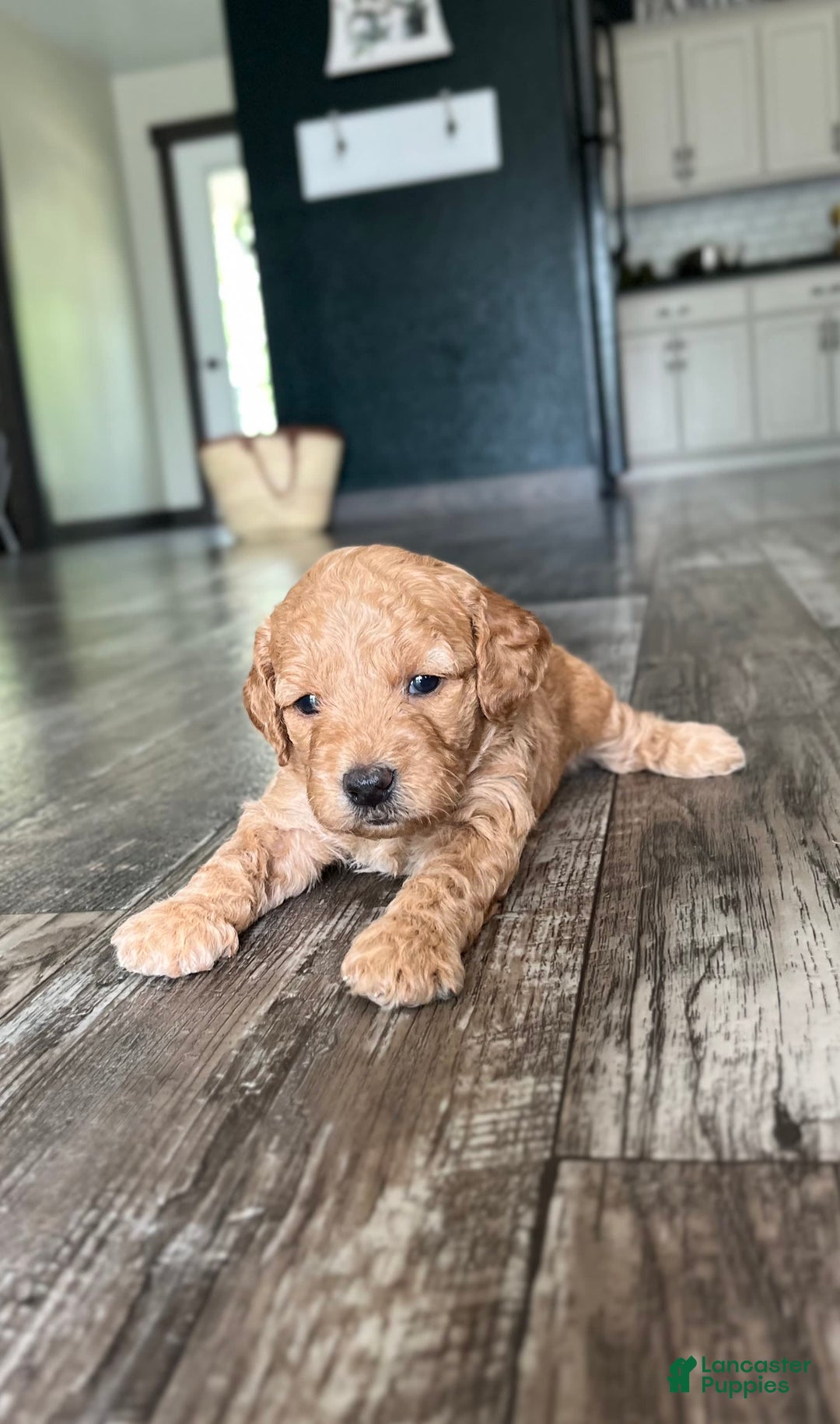 Mini Goldendoodle dogs for sale: Laney - Image 1