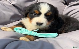 Bernese Mountain Dog dogs for sale: Aqua - Image 4