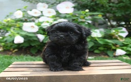 Teddy Bear dogs for sale: Midnight - Image 3