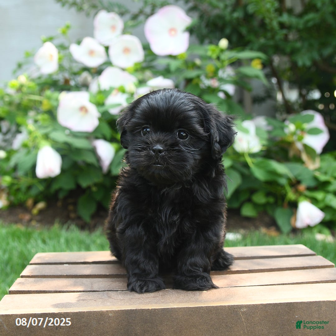 Teddy Bear dogs for sale: Midnight - Image 3