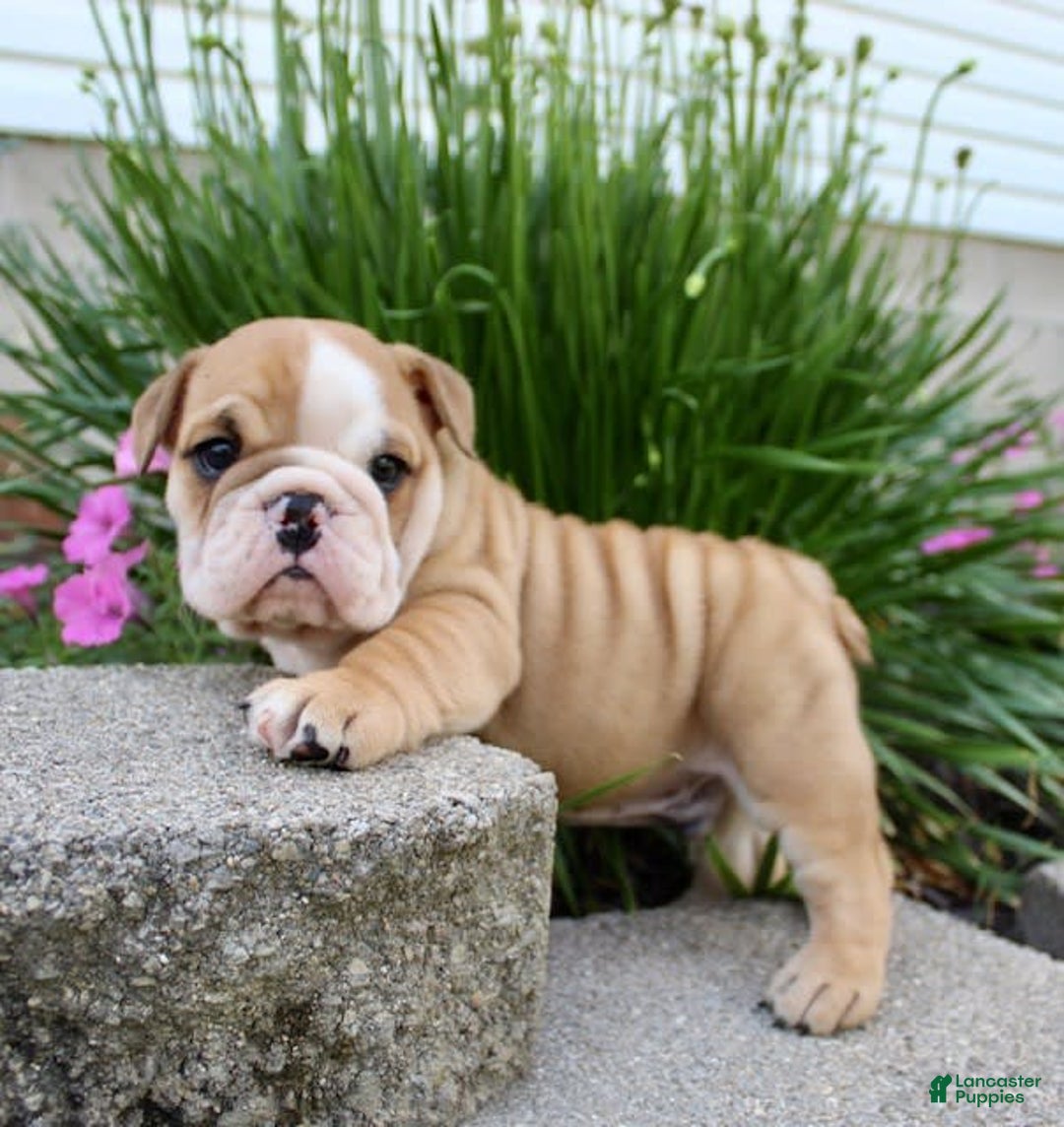 English Bulldog dogs for sale: Wyatt - Image 15