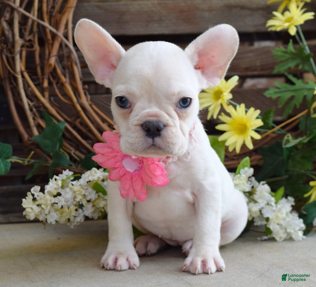 French Bulldog dogs for sale: Fargo - Image 3