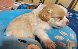 Chihuahua dogs for sale: Darcey - Image 4