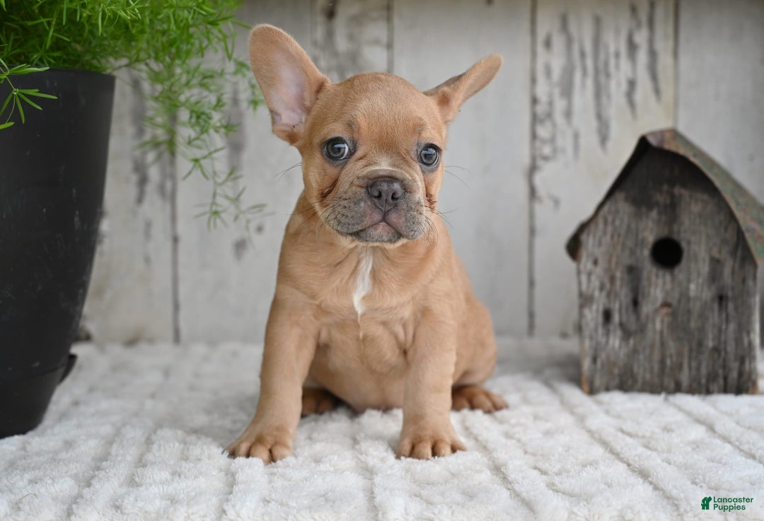 French Bulldog dogs for sale: Buster - Image 1