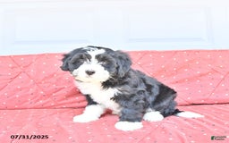 Miniature Bernese Mountain Dog dogs for sale: Candy - Image 3
