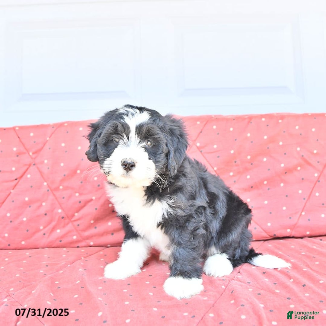 Miniature Bernese Mountain Dog dogs for sale: Candy - Image 3