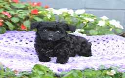 Chipoo dogs for sale: Waffles - Image 3