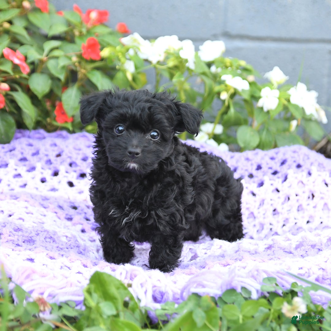 Chipoo dogs for sale: Waffles - Image 3