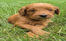 Goldendoodle dogs for sale: Regan - Image 3