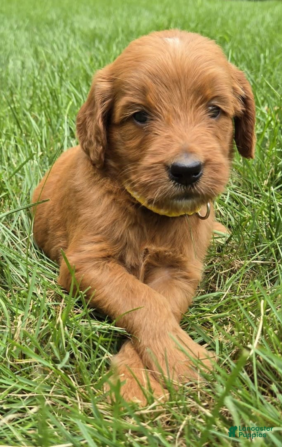 Goldendoodle dogs for sale: Regan - Image 3