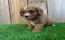 Cavapoo dogs for sale: Stella - Image 3