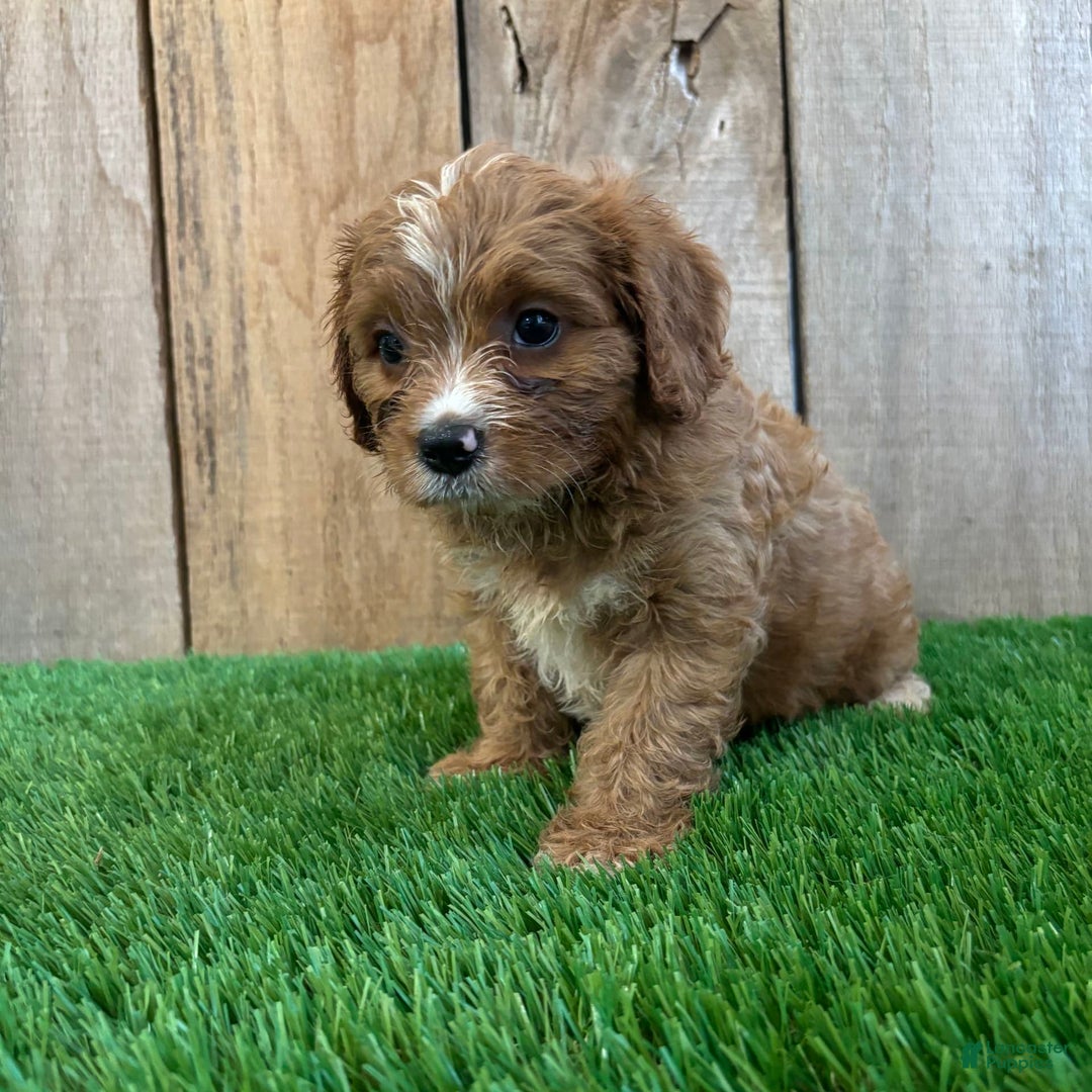 Cavapoo dogs for sale: Stella - Image 3