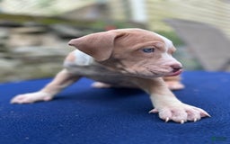 American Bully dogs for sale: Dime - Image 10