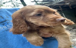 Cocker Spaniel dogs for sale: Maxie - Image 1