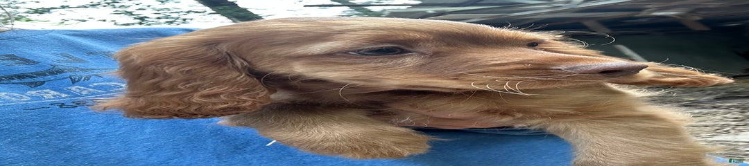 Maxie