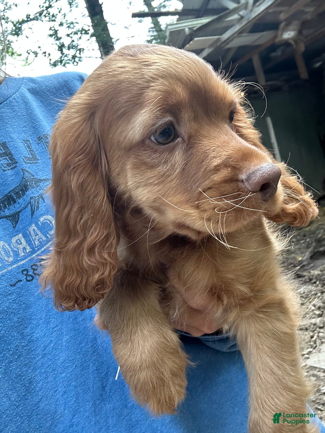 Cocker Spaniel dogs for sale: Maxie - Image 1