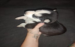 Siberian Husky dogs for sale: Mary - Image 4