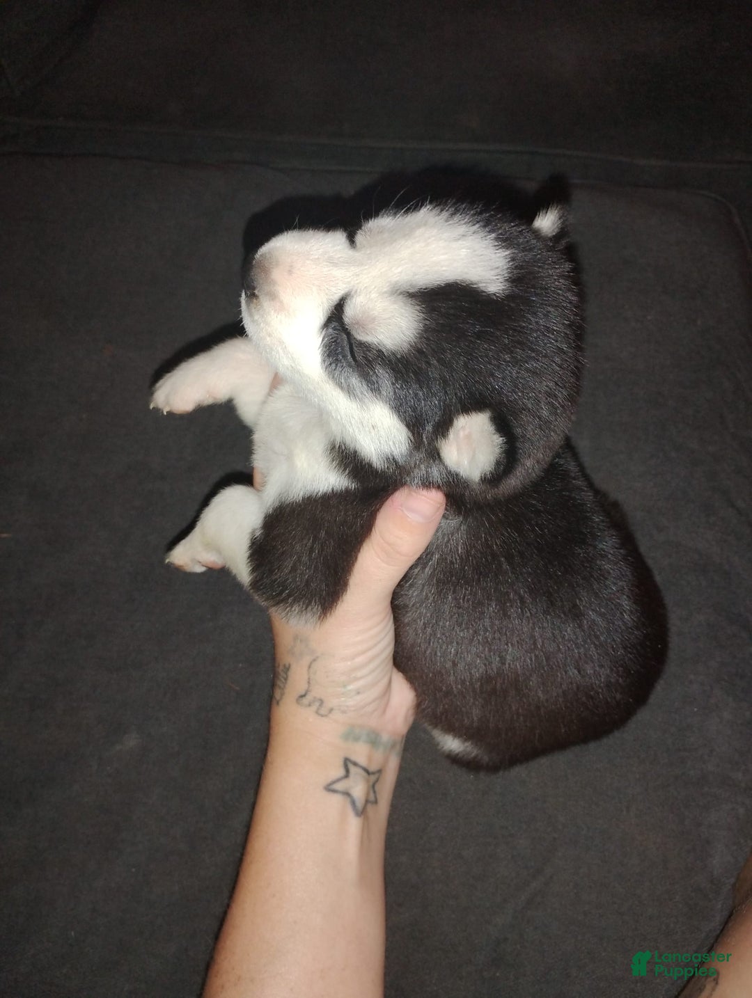 Siberian Husky dogs for sale: Mary - Image 4