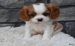 Cavalier King Charles Spaniel dogs for sale: Buster - Image 14