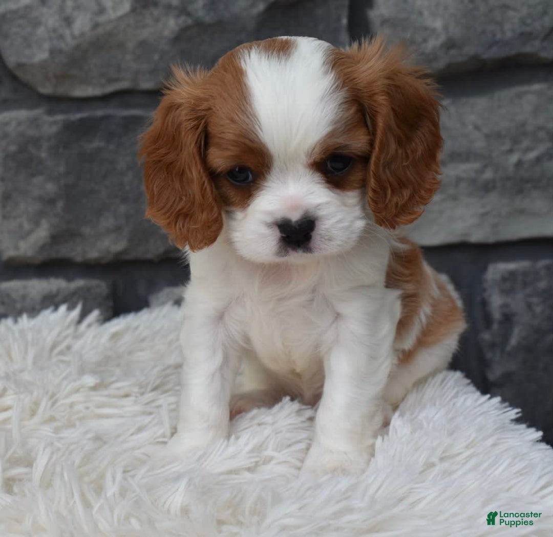 Cavalier King Charles Spaniel dogs for sale: Buster - Image 14