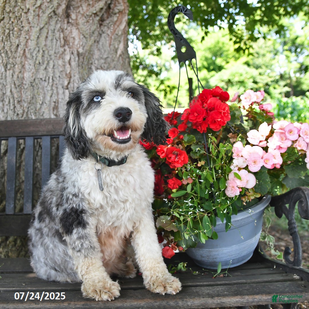 Mini Aussiedoodle dogs for sale: Angel - Image 6