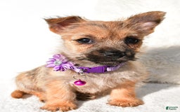 Cairn Terrier dogs for sale: Emmy - Image 3
