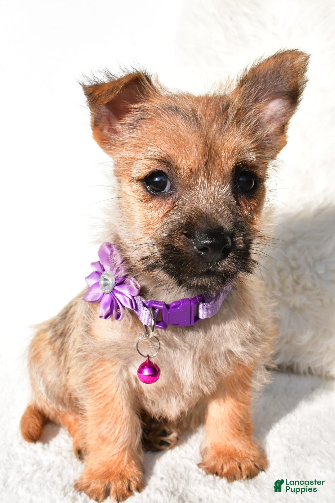 Cairn Terrier dogs for sale: Emmy - Image 3