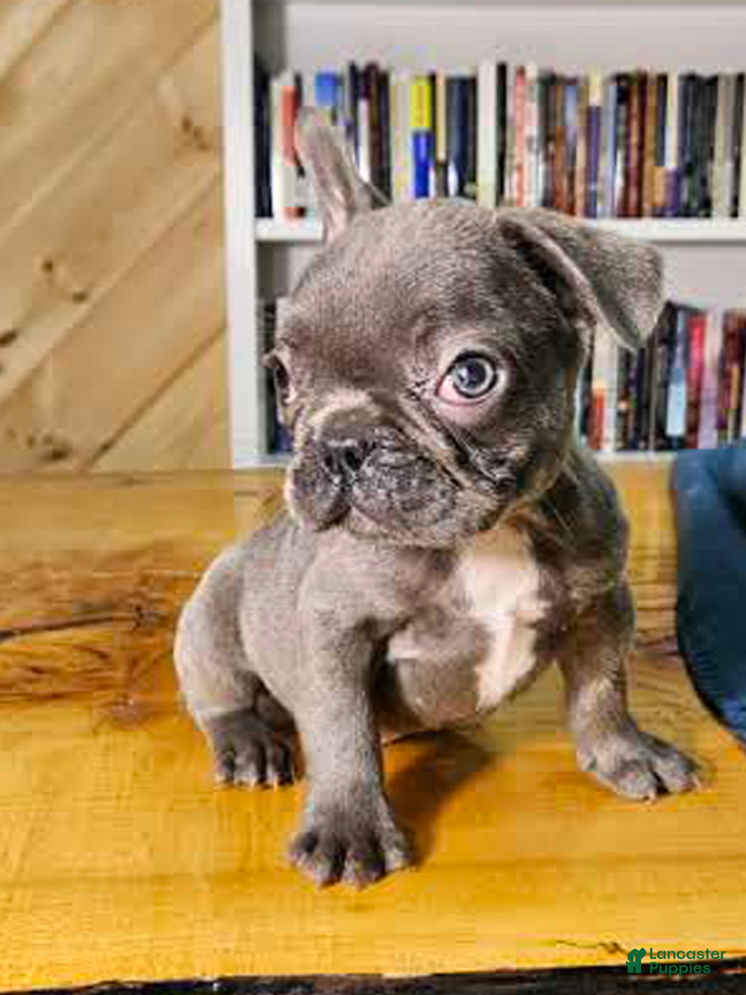 French Bulldog dogs for sale: Sky - Image 1