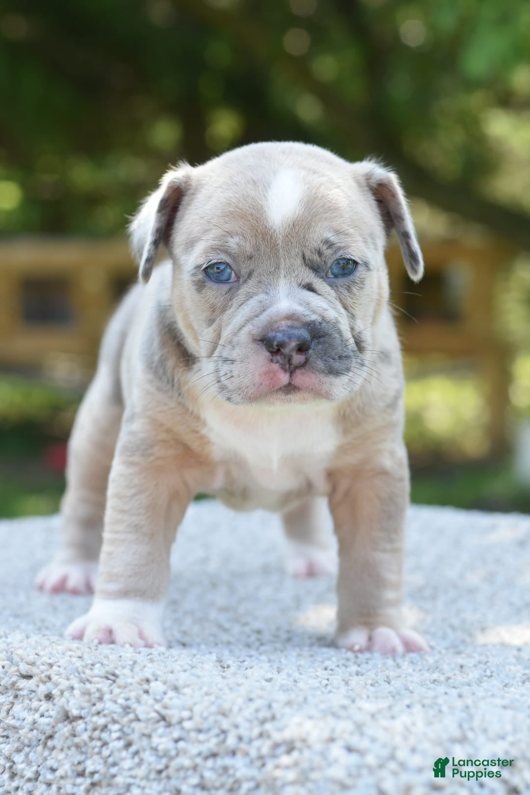 Olde English Bulldogge dogs for sale: Rosie Mini Bulldogge - Image 2