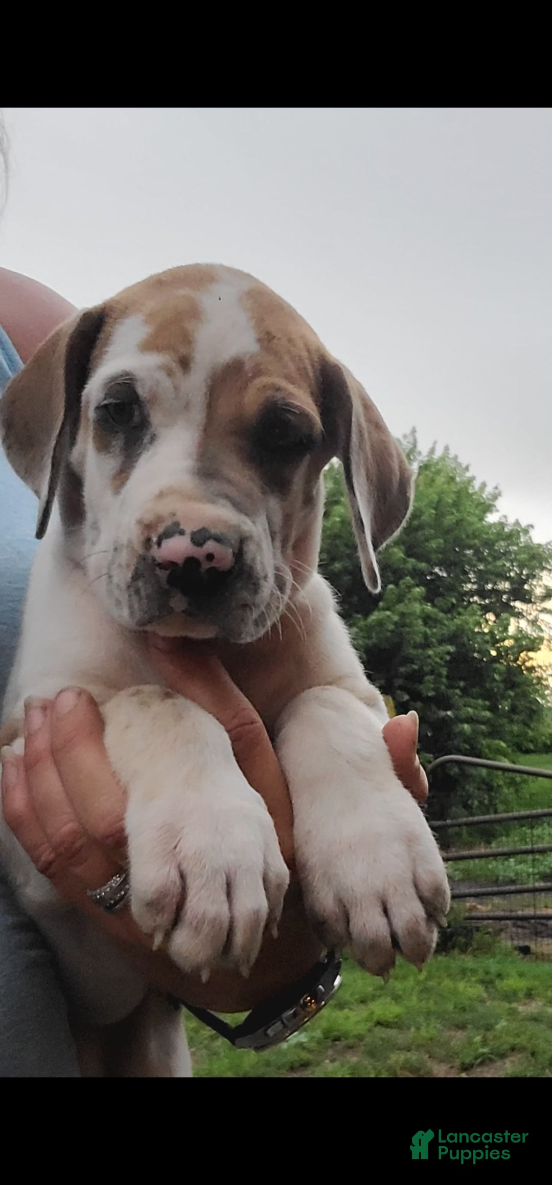 Great Dane dogs for sale: Cream - Image 3