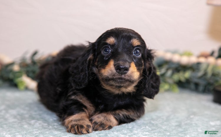 Miniature Dachshund dogs for sale - Ad 4