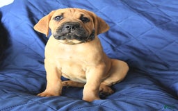 Cane Corso dogs for sale: Milo - Image 1