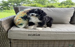 Bernedoodle dogs for sale: Kaia - Image 4