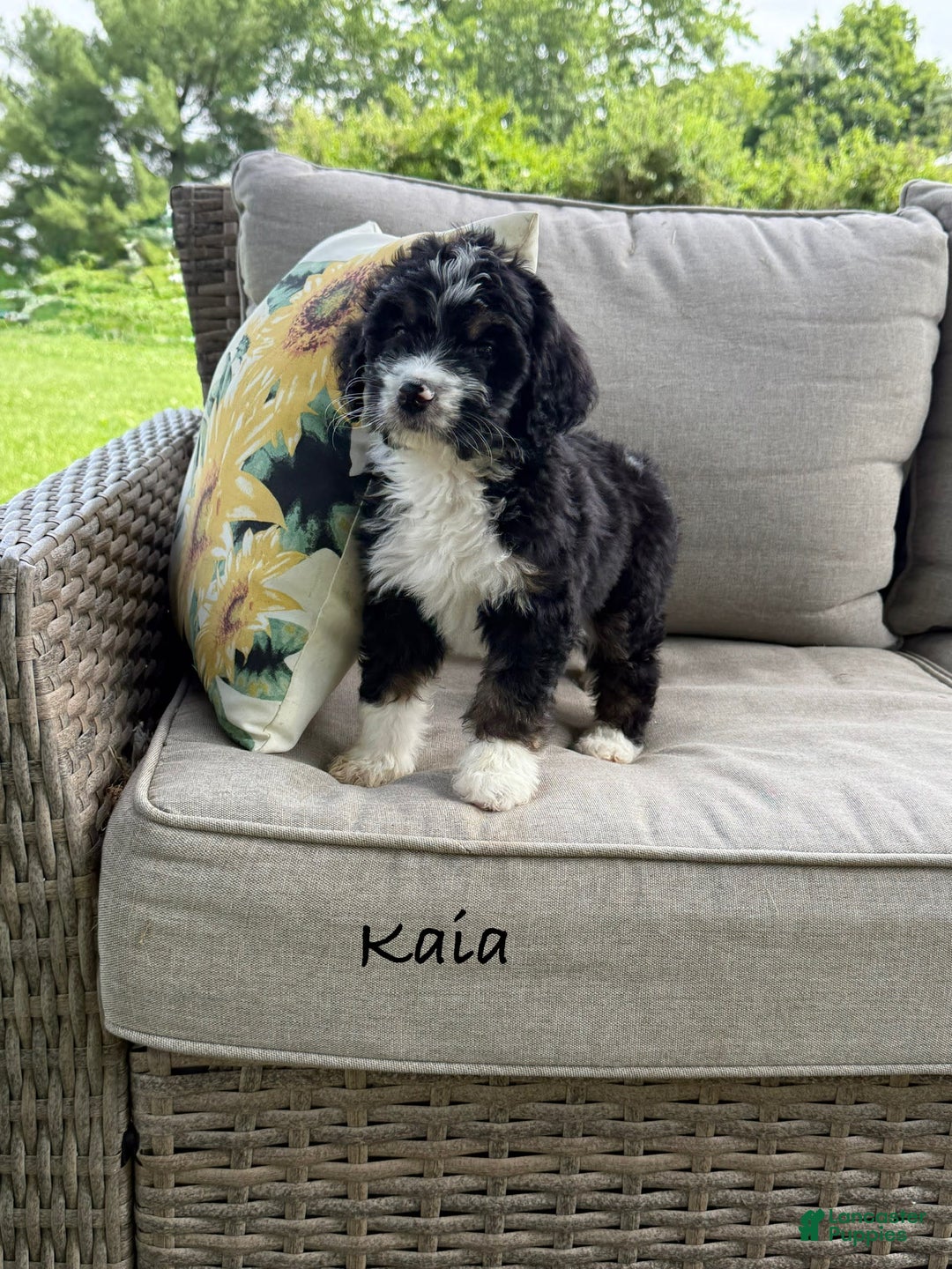 Bernedoodle dogs for sale: Kaia - Image 4