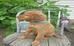 Golden Retriever dogs for sale: Franny - Image 4