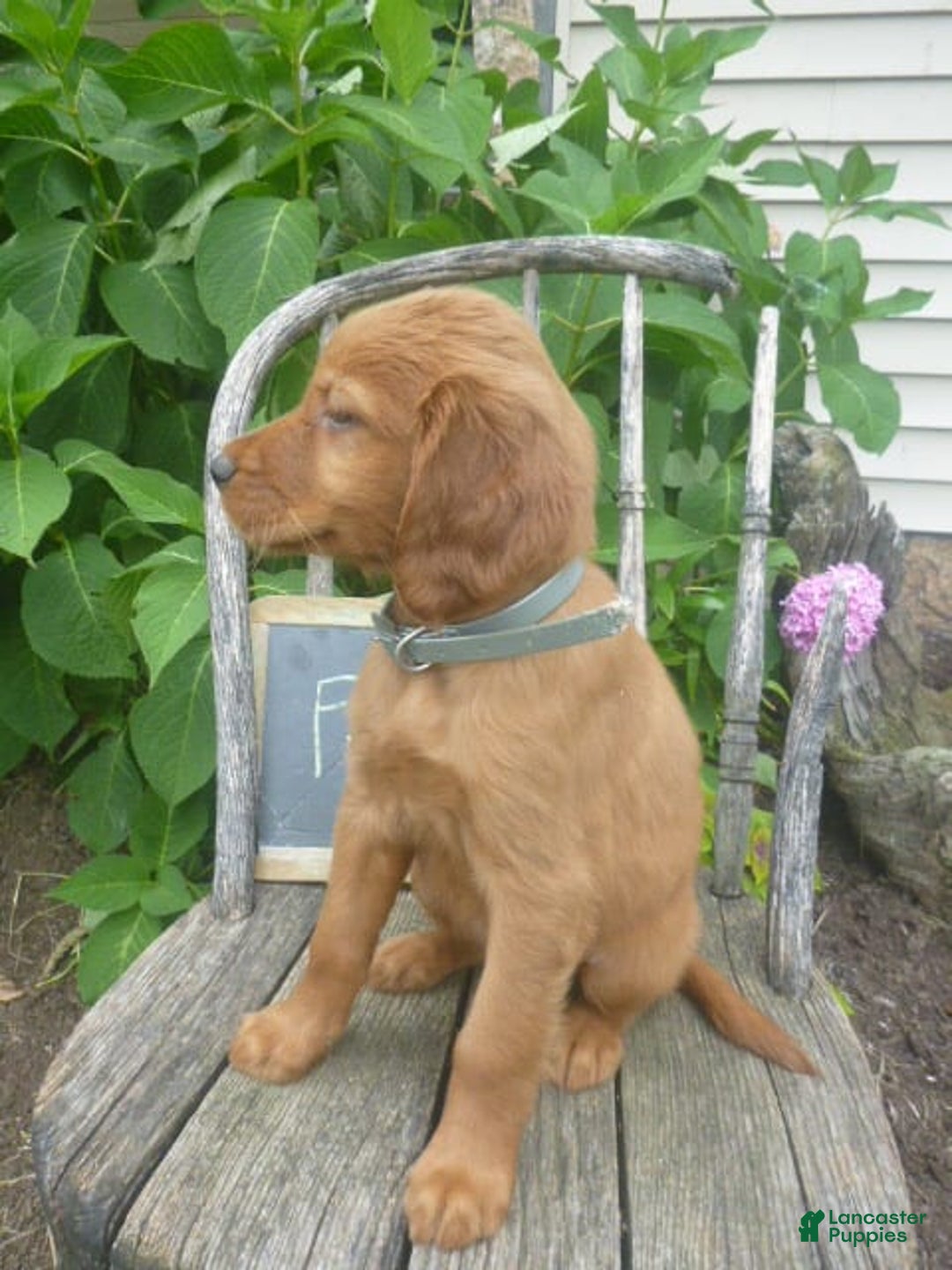 Golden Retriever dogs for sale: Franny - Image 4