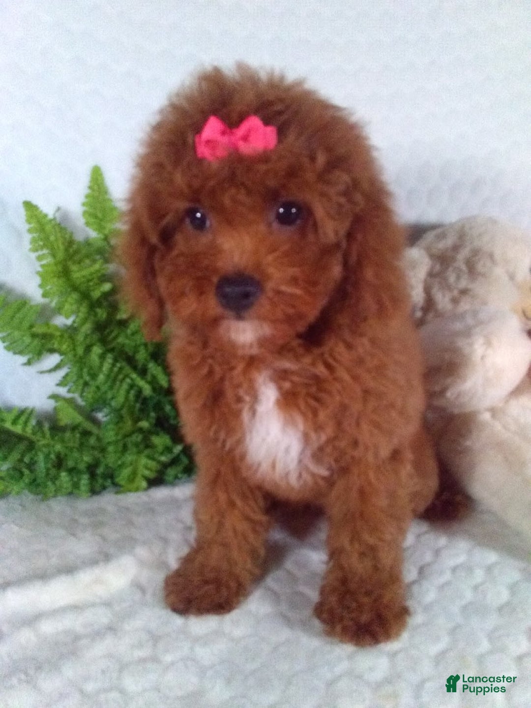 Cavapoo dogs for sale: Raven - Image 8