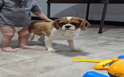 Cavapoo dogs for sale: Toby - Image 17